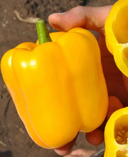 Спрингбок F1 семена перца