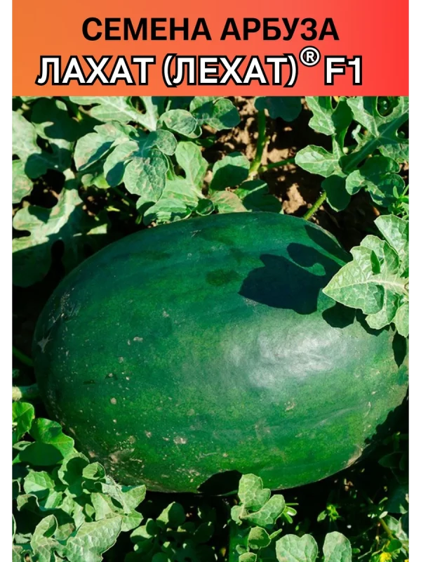 Лехат (Лахат) 1000 штук семена арбуза