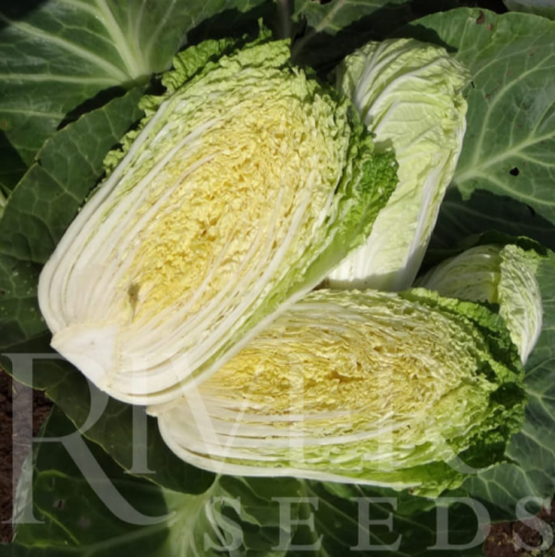 Пекин F1 2500 штук семена капусты пекинской