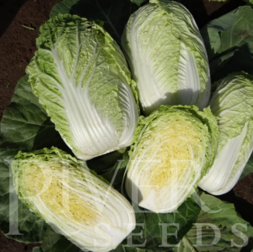 Пекин F1 2500 штук семена капусты пекинской