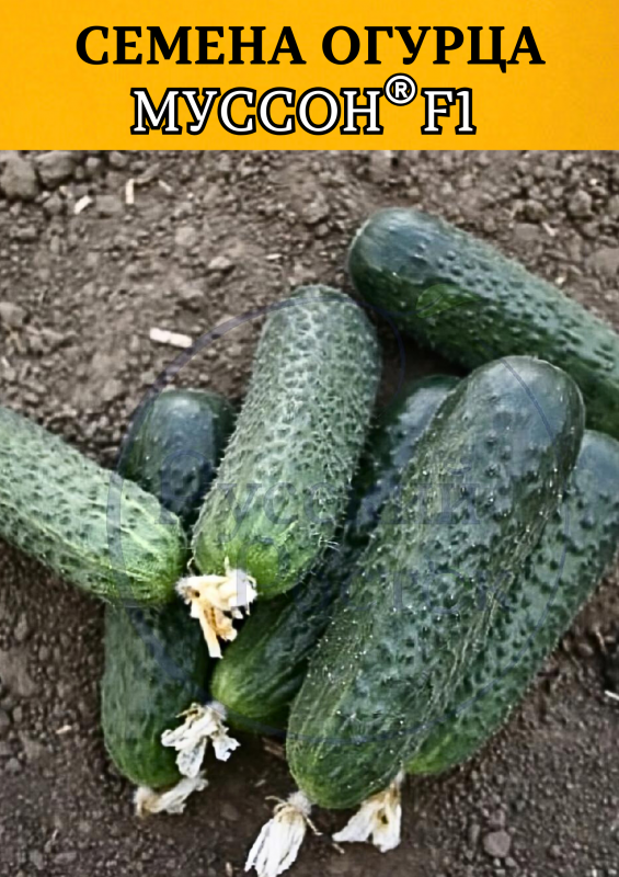 Муссон F1 семена огурца