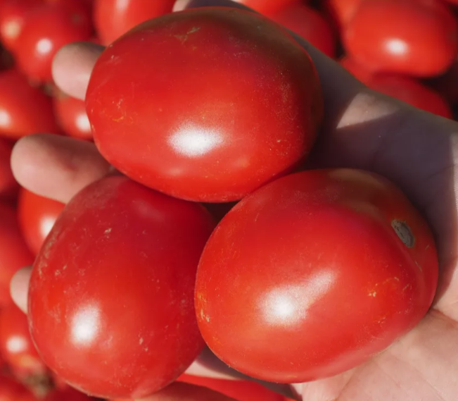 Оливенза F1 5000 штук семена томата