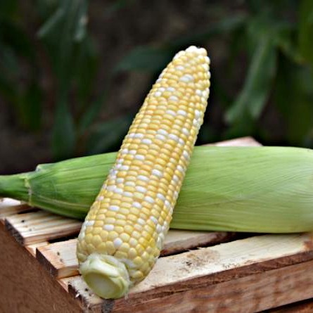 Камберленд F1 5000 штук семена сахарной кукурузы биколор