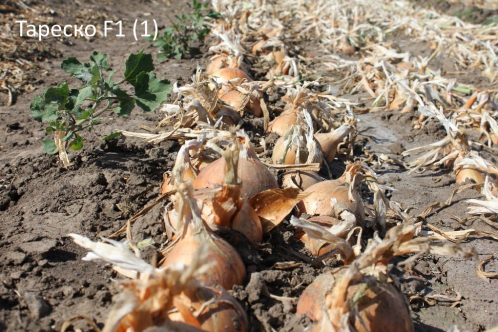 Тареско F1 250 000 штук семена лука