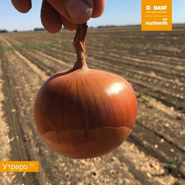 Утреро F1 1 000 000 штук семена лука
