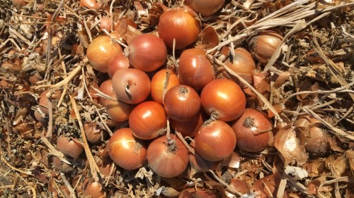 Утреро F1 1 000 000 штук семена лука