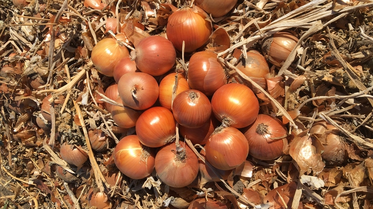 Утреро F1 1 000 000 штук семена лука