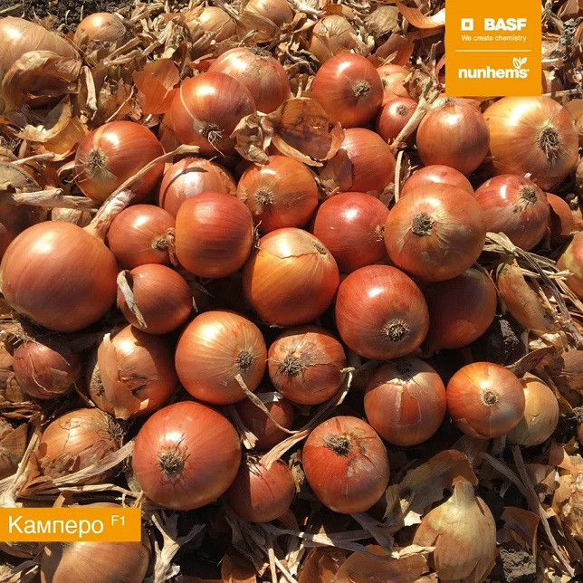 Камперо F1 семена лука