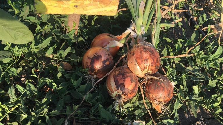 Камперо F1 семена лука