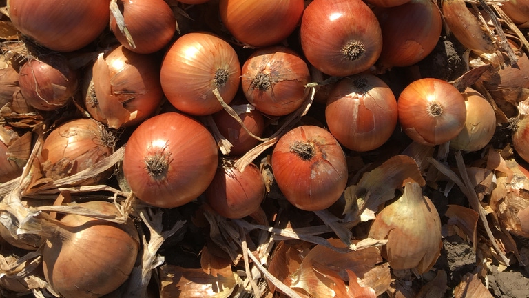 Камперо F1 семена лука