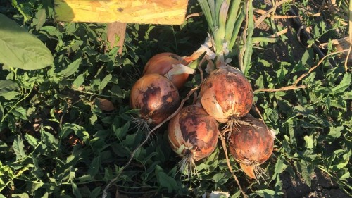 Камперо F1 семена лука