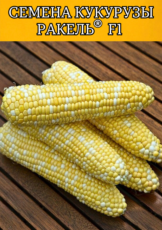 РАКЕЛЬ F1 / RAQUEL F1 Clause Кукуруза биколор 5000 семян