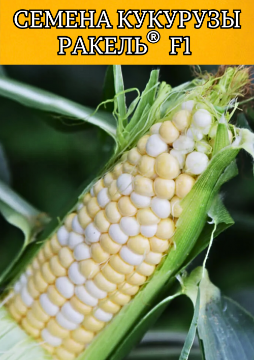 РАКЕЛЬ F1 / RAQUEL F1 Clause Кукуруза биколор 5000 семян