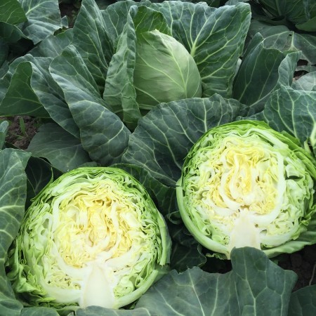 Пушма F1 семена капусты белокочанной