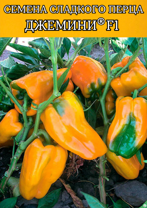 Джемини F1 семена перца сладкого