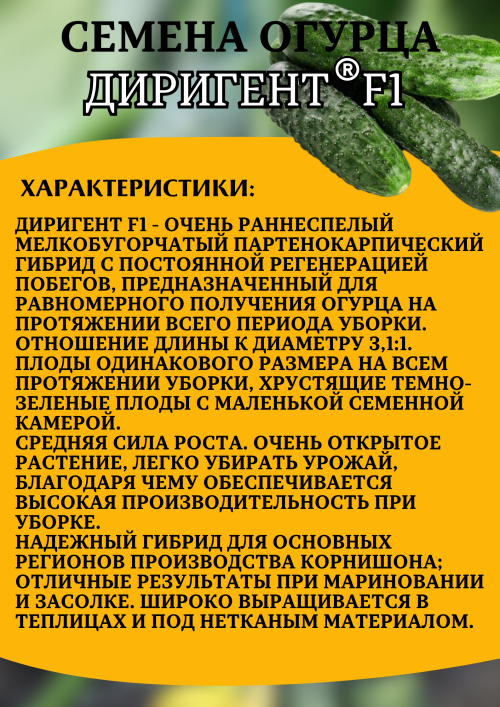 Диригент F1 семена огурца