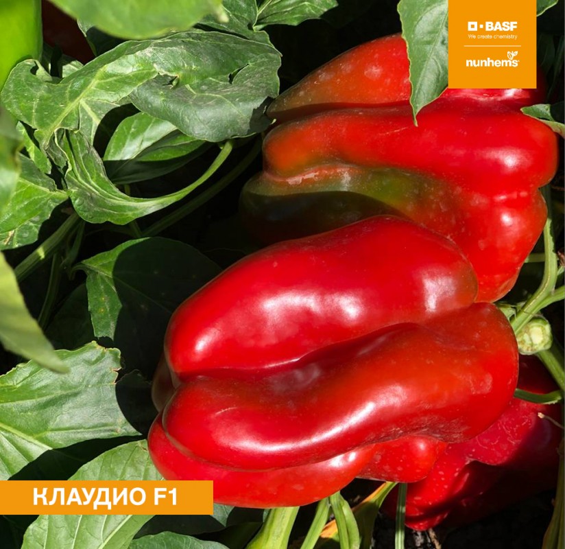 Клаудио F1 1000 штук семена сладкого перца Nunhems
