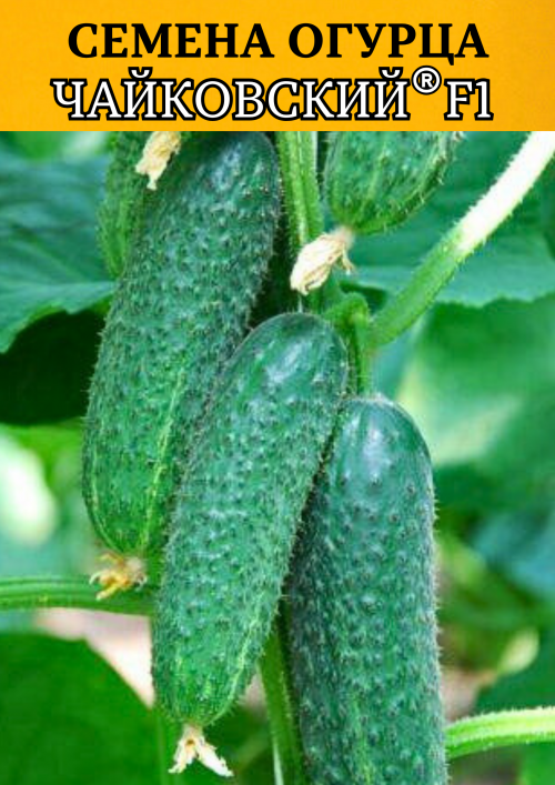 Чайковский F1 семена огурца