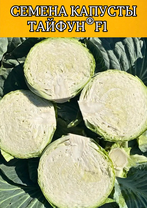Тайфун F1 2500 штук семена капусты