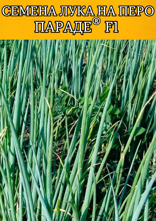 Параде F1 семена лука на перо (2.25-2.50mm)