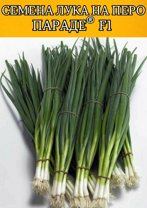Параде F1 семена лука на перо (2.25-2.50mm)