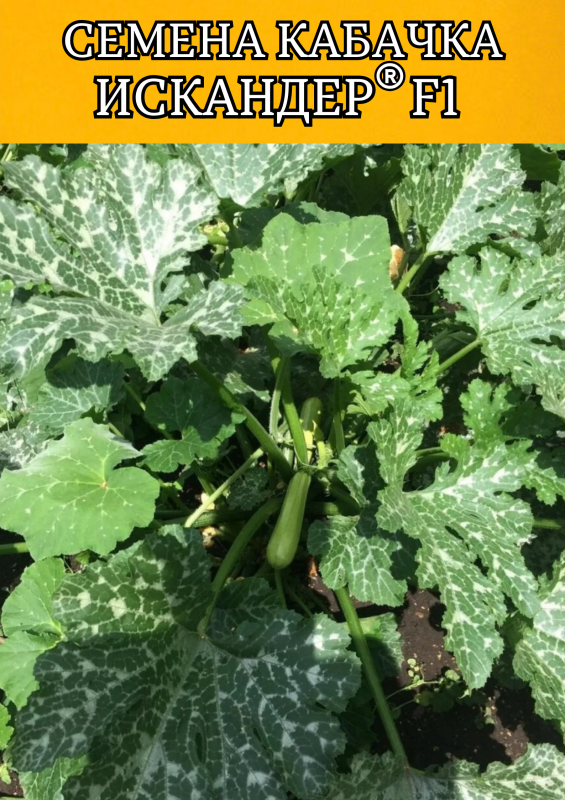 Искандер F1 семена кабачка