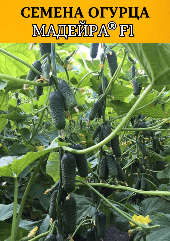 Мадейра F1 (СВ 0196 ЦВ) семена огурца