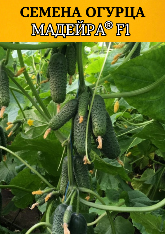 Мадейра F1 (СВ 0196 ЦВ) семена огурца