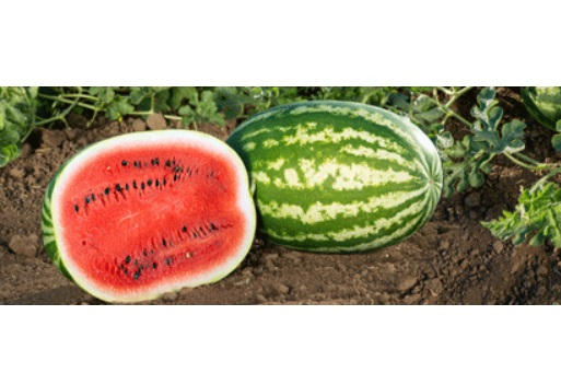 Геркулес F1 семена арбуза