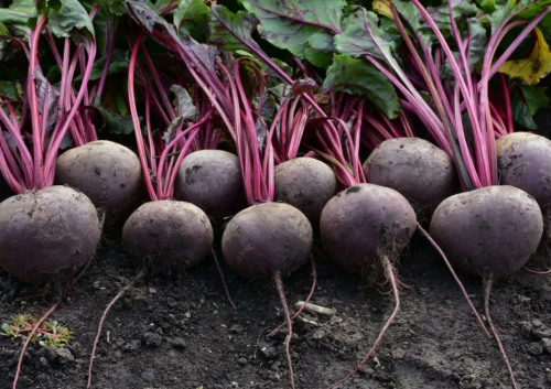 Кестрел F1 семена свеклы 2,8-3,2 50 000 штук