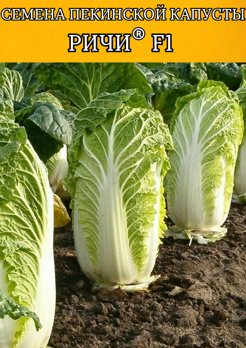 Ричи F1 1000 штук семена пекинской капусты
