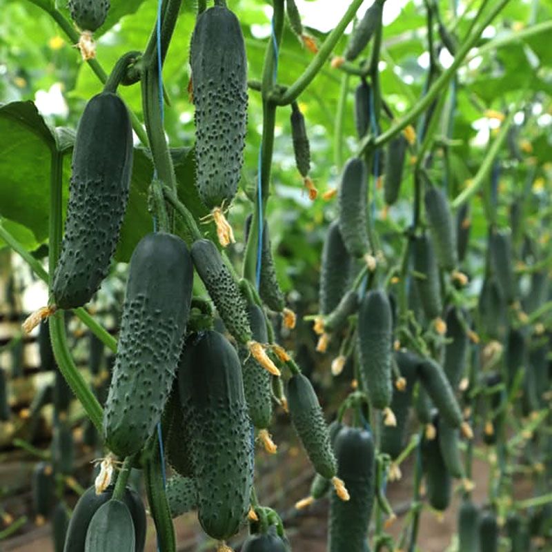 Синклер (KS 80) F1 семена огурца