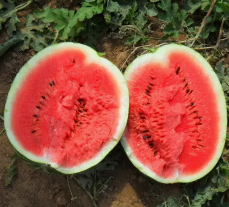 АУ Продюсер F1 семена арбуза 500 грамм