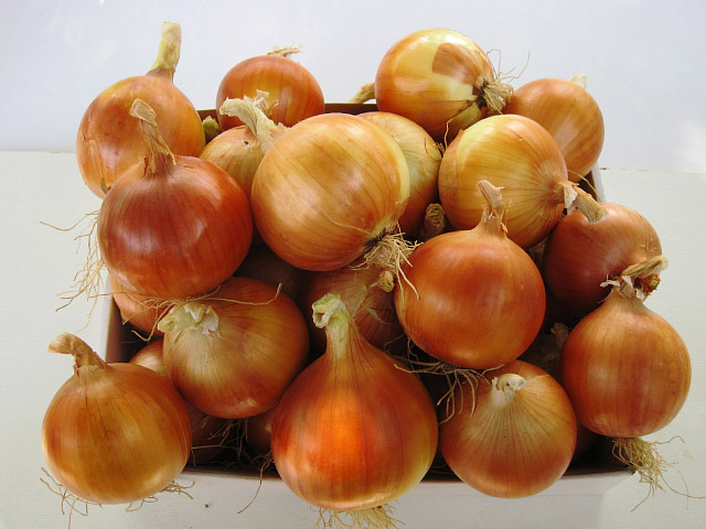 Медуза F1 семена лука репчатого 250 000 штук