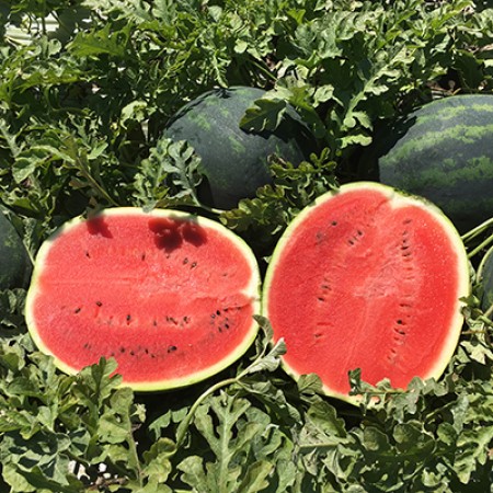 Лузитана F1 семена арбуза 100 штук