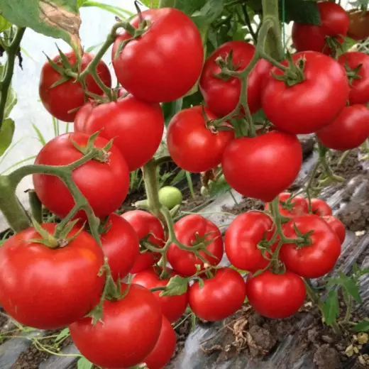 Леда F1 семена томата 1000 штук