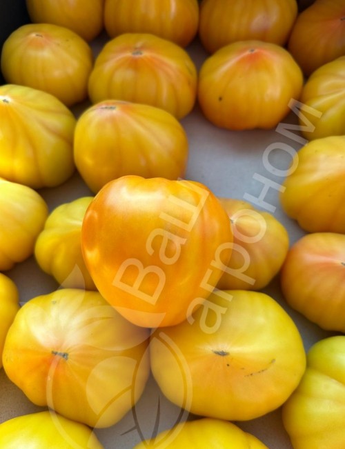 Мадрид F1 семена желтого томата