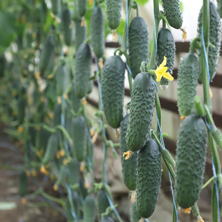 Сатоми F1 семена огурца 500 штук