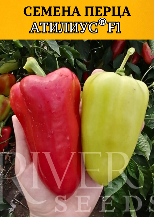 Атилиус F1 семена перца