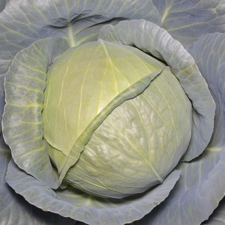 KS 15 F1 семена капусты белокочанной