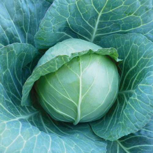 KS 15 F1 семена капусты белокочанной