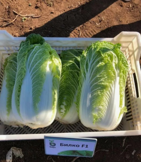 Билко F1 семена пекинской капусты