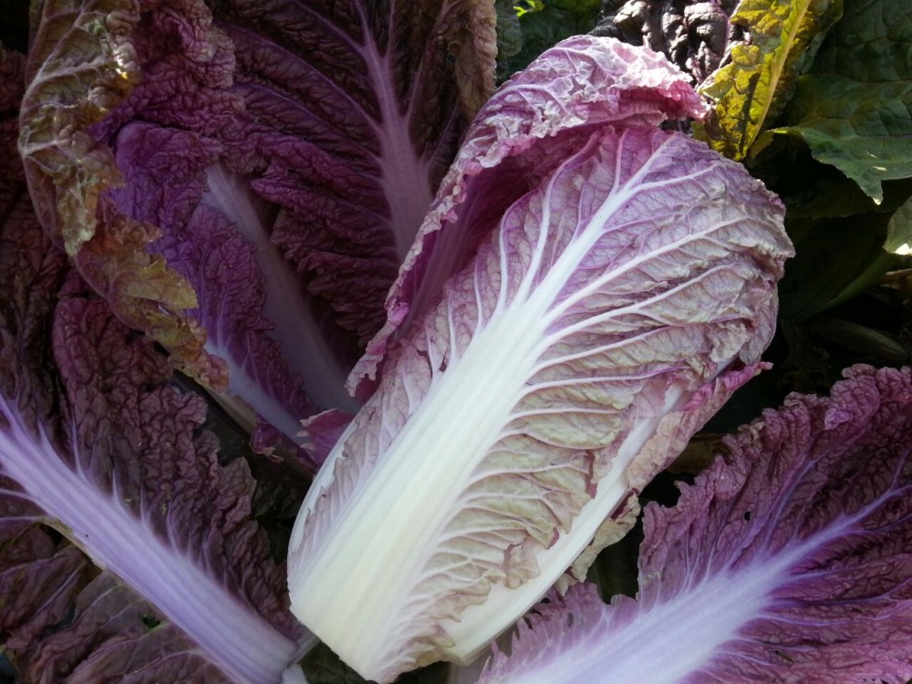 Ямада F1 семена капусты пекинской