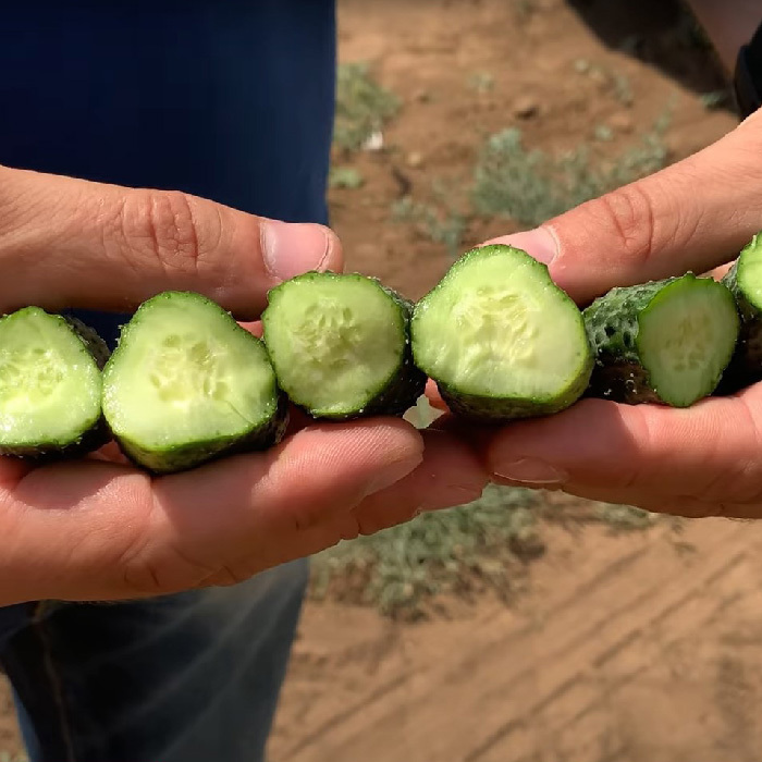 Проскор F1 семена огурца 1000 штук