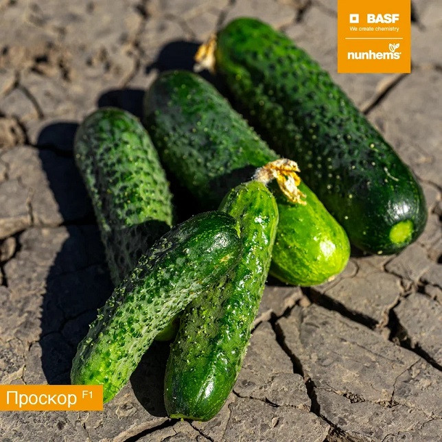Проскор F1 семена огурца 1000 штук