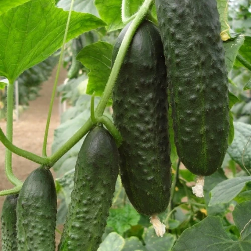 Проскор F1 семена огурца 1000 штук