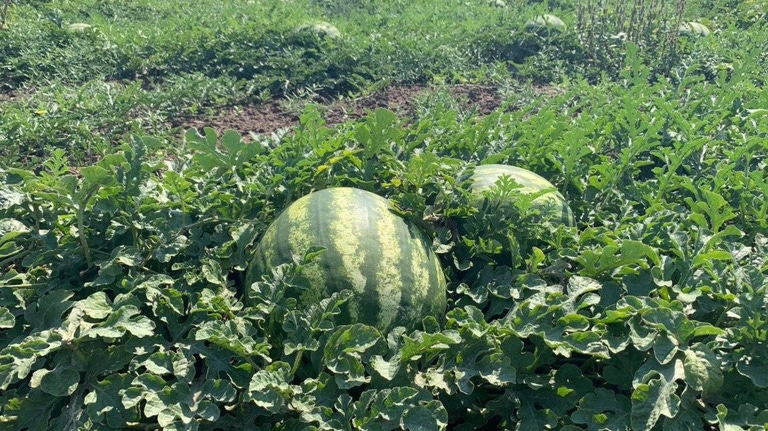 Нун 216313 F1 семена арбуза 1000 штук