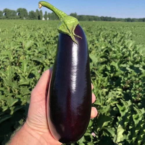 Анатолия F1 семена баклажана