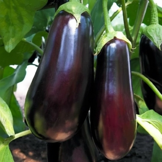 Эпик F1 семена баклажана 1000 штук