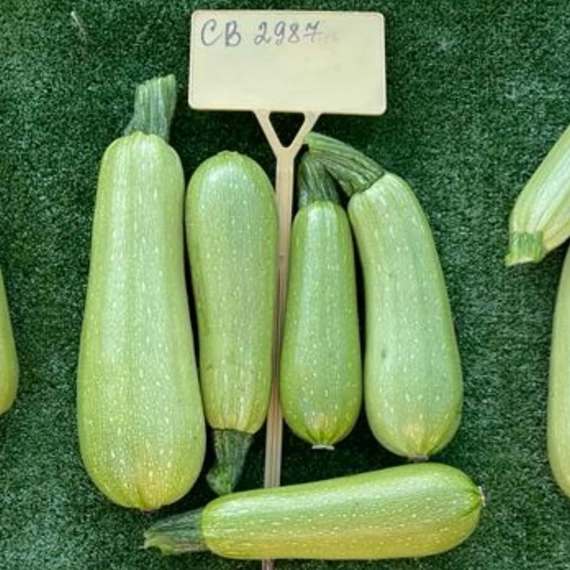 СВ 2987 ЯЛ F1 семена кабачка 500 штук